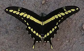 Fotografia de H. thoas (subespécie brasiliensis), vista superior, na Bahia.