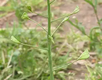 Capsella bursa-pastoris