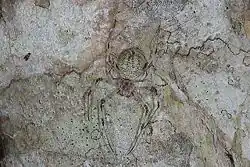 H. cf. papuana (Nova Guiné).