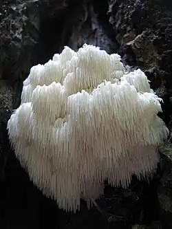 Hericium americanum