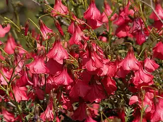 Hermannia stricta (E.Mey. ex Turcz.) Harv.