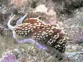Hermissenda Nudibranch, San Clemente Island