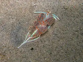 Hermissenda crassicornis
