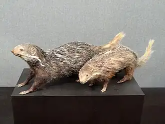 Dois indivíduos taxidermizados em uma exibição no Museu de Zoologia de História Natural de Kunming, China.
