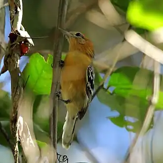 Chorozinho-de-bico-comprido fêmea em Poconé, Estado de Mato Grosso, Brasil