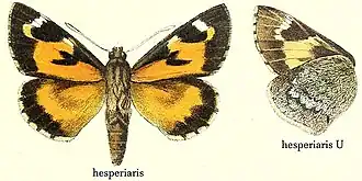 Ilustrações da borboleta norte-americana da espécie Aegiale hesperiaris, cujas larvas, no México, se denominam gusano blanco de maguey, não sendo usadas no preparo do mezcal.[1]