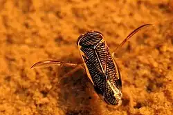 Hesperocorixa castanea.