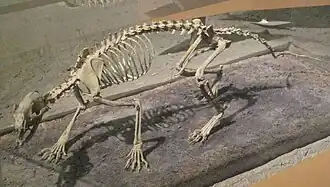 Esqueleto de um Hesperocyon