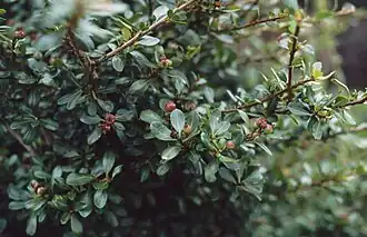 Hesperomeles obtusifolia