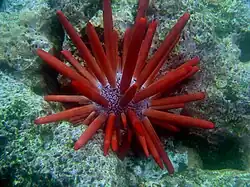 Heterocentrotus trigonarius