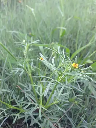 Heterosperma pinnatum