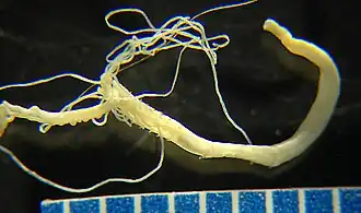 Heterospio catalinensis (foto de K. Barwick).