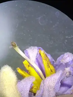 Flor hermafrodita, anteras poricidas.