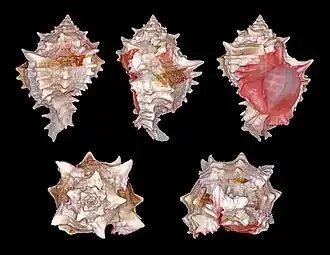 Cinco vistas de H. erythrostomus, espécie que já pertenceu aos gênero Murex, Chicoreus e Phyllonotus,[1] encontrada do oeste do México até o Peru.[2]