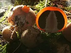 Gleba de Phallus impudicus, à esquerda, ainda circundado pelo seu perídio, à direita em corte, sem o perídio, na periferia, uma massa gelatinosa translúcida, depois em escuro, a futura gleba e, na centro, o futuro estipe.