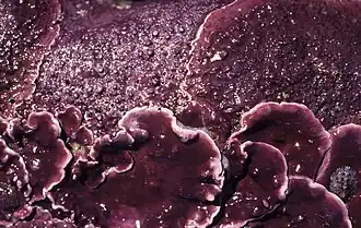 Heydrichia woelkerlingii (Sporolithales)