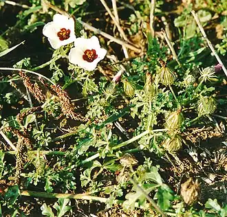 H. trionum