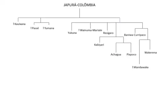 Árvore da família Japurá-Colômbia