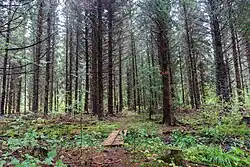 Através da floresta