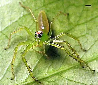 Uma fêmea de aranha saltadora do gênero Lyssomanes.