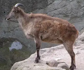 Tahr-do-himalaia no Tierpark Hagenbeck, em Hamburgo, na Alemanha