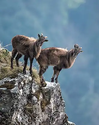 Tahrs-do-himalaia no Santuário de Vida Selvagem de Kedarnath, em Uttarakhand, na Índia.