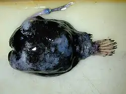 Himantolophus groenlandicus (Himantolophidae).