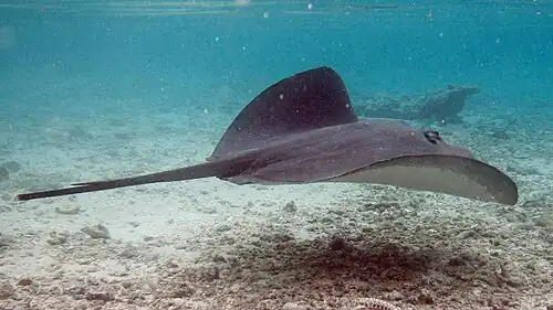 A coloração dorsal acinzentada uniforme escurece após o espinho.