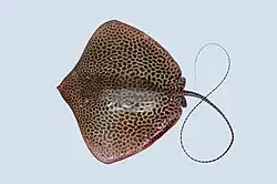 Uma arraia com muitos pontos escuros pequenos e uma cauda preta fina