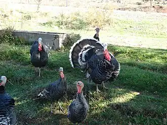 Criação de perus na Turquia