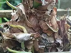 Detalhes de uma Hippeastrum calyptratum (Ker Gawl.) Herb. bulb