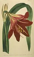 Hippeastrum reginae.
