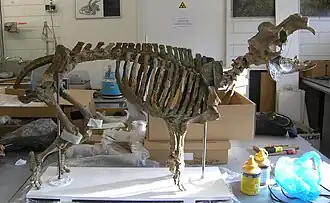 Esqueleto de Hippopotamus minor