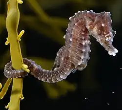 Cavalos-marinhos (Hippocampus hippocampus) apresentam cuidados parentais masculinos.