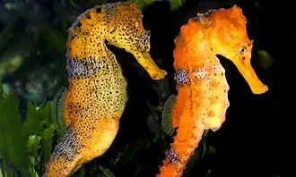 Espécimes macho (esquerda) e fêmea (direita) avistados em 2001