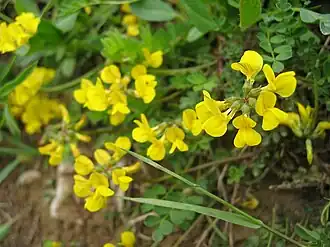 Hippocrepis comosa