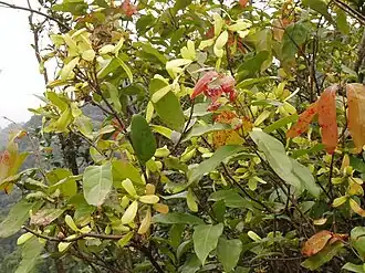 Hiptage benghalensis