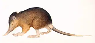 Solenodonte haitiano, o musaranho atual mais próximo e similar do Solenodon marcanoi.