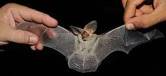 Histiotus diaphanopterus