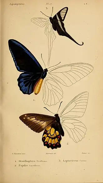 A borboleta abaixo é a ilustração proveniente da descrição original de E. corethrus, em vista superior, publicada em 1836; as outras duas imagens de borboletas exóticas; provenientes da obra Histoire naturelle des insectes; spécies général des lépidoptères.