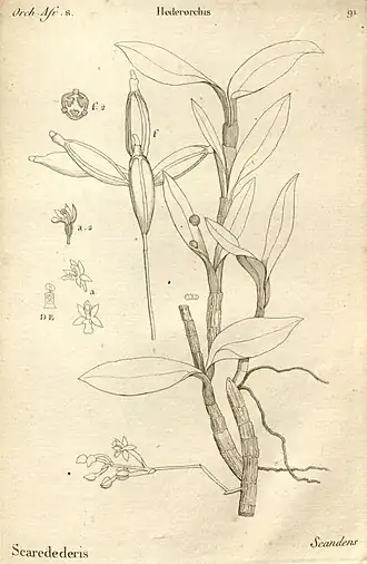 Hederorkis scandens
