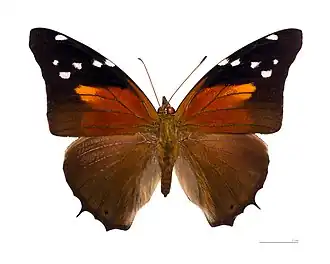 H. acheronta