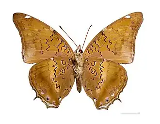 Vista inferior de H. acheronta