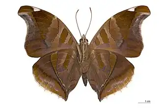 Historis odius (Nymphalinae).