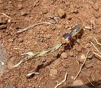 Hodotermes mossambicus