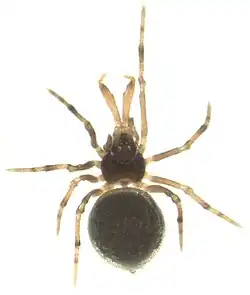 Holarchae sp.