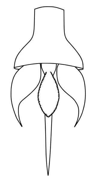 Restauração do pré-télson e do télson de H. suecicus, mostrando as "lâminas", de acordo com Kjellesvig-Waering (1979).