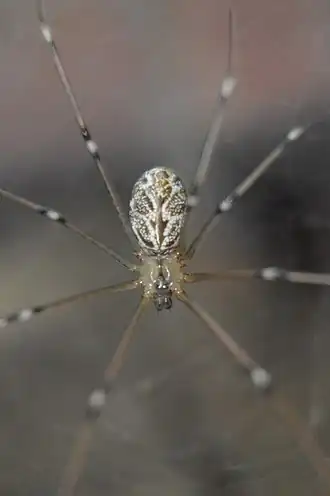 Holocnemus pluchei em Fort Worth, Texas.