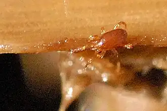 Holoparasitus calcaratus.