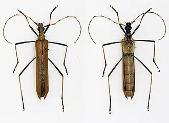 Holopterus annulicornis